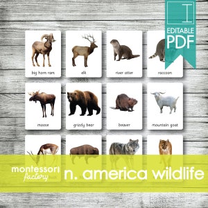 WILDLIFE Animals North America • Safari TOOB • Nomenclature Montessori - Flash - Cartes en 3 parties • Remplir - PDF modifiable (12 cartes)