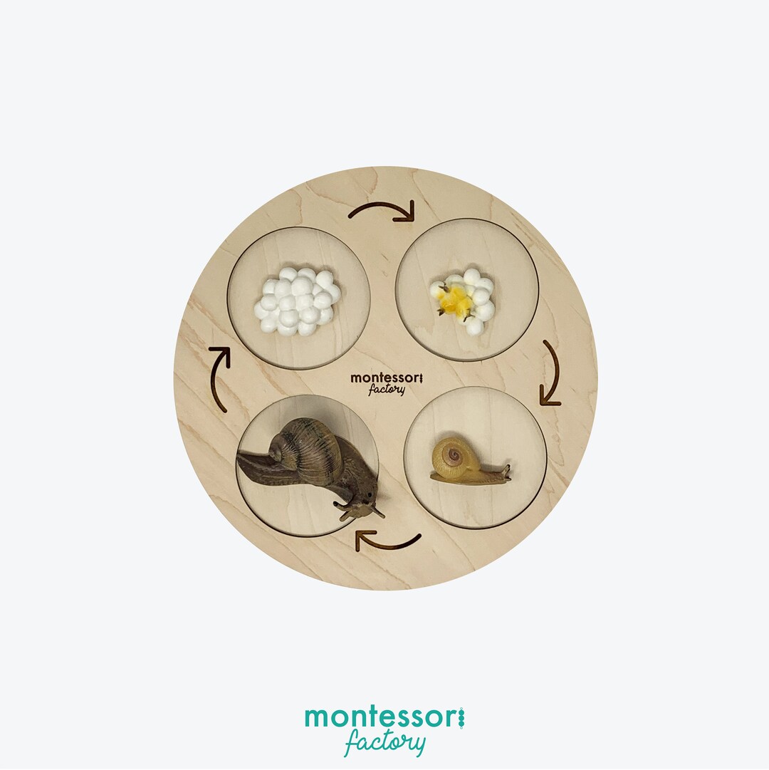 Handmade Snail Life Cycle Wooden Tray • Montessori Educational Toy - Etsy