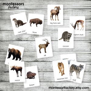 WILDLIFE Animals North America • Safari TOOB • Montessori Nomenclature ...