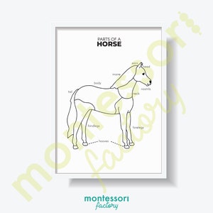 TEILE eines PFERDES Wissenschaft Kinderzimmer WandKunst Dekor Montessori Kindergarten Grundschul poster Lernkarte Druckbar