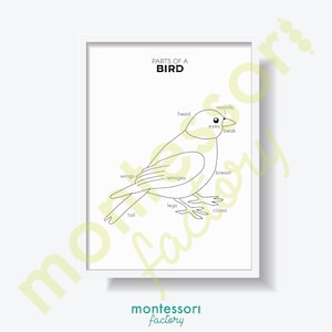 Partes de um pássaro ciência crianças quarto arte da parede decoração montessori jardim de infância primária educacional cartaz aprendizagem gráfico para impressão