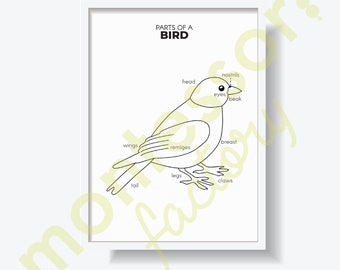 PARTS of a BIRD Science Kids Room Wall Art Decor Montessori Kindergarten Primary Educational Poster Learning Chart Printable