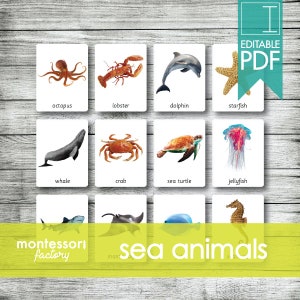 MAR OCÉANO • Tarjetas Montessori • Tarjetas Flash • Tarjetas de Tres Partes • Tarjetas de Nomenclatura • Material Educativo • Imprimible • PDF Editable