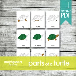 PARTS of a TURTLE • Montessori Cards • Flash Cards • Three Part Cards • Nomenclature Cards • Educational Material • Printable • Editable PDF