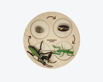 Life Cycle of a MANTIS • Montessori Material • Educational Toy • Wooden Life Cycle Tray • Wood Life Cycle • Biology • Zoology