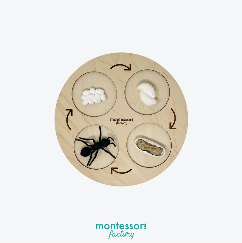 Wooden Ant Life Cycle Tray • Montessori Educational Toy, Biology ...