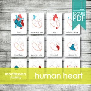 ANATOMIE DU CŒUR HUMAIN • Cartes Montessori • Cartes Flash • Cartes en trois parties • Cartes de nomenclature • Matériel pédagogique • Imprimable • Modifiable