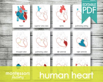 Karty nomenklatury Montessori do anatomii serca człowieka (edytowalny plik PDF)