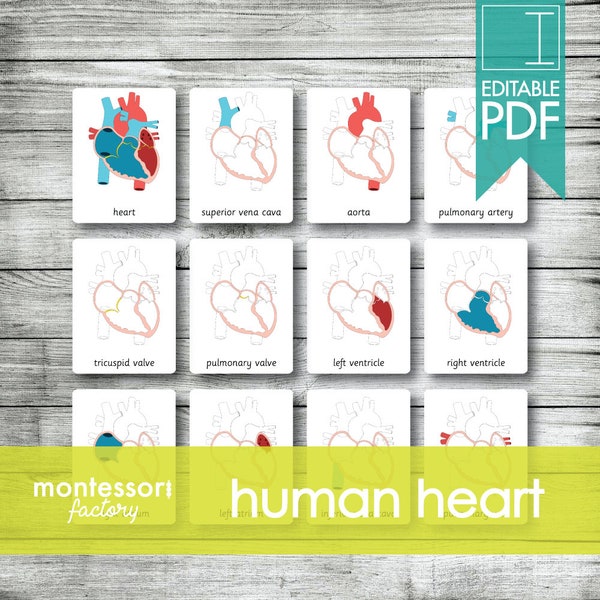 HUMAN HEART ANATOMY • Montessori Cards • Flash Cards • Three Part Cards • Nomenclature Cards • Educational Material • Printable • Editable