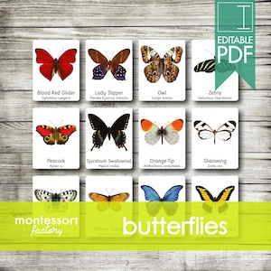 AMAZING BUTTERFLIES Montessori Cards, Flash Cards, Three Part Cards, Nomenclature Cards, Educational Material, Printable, Editable PDF