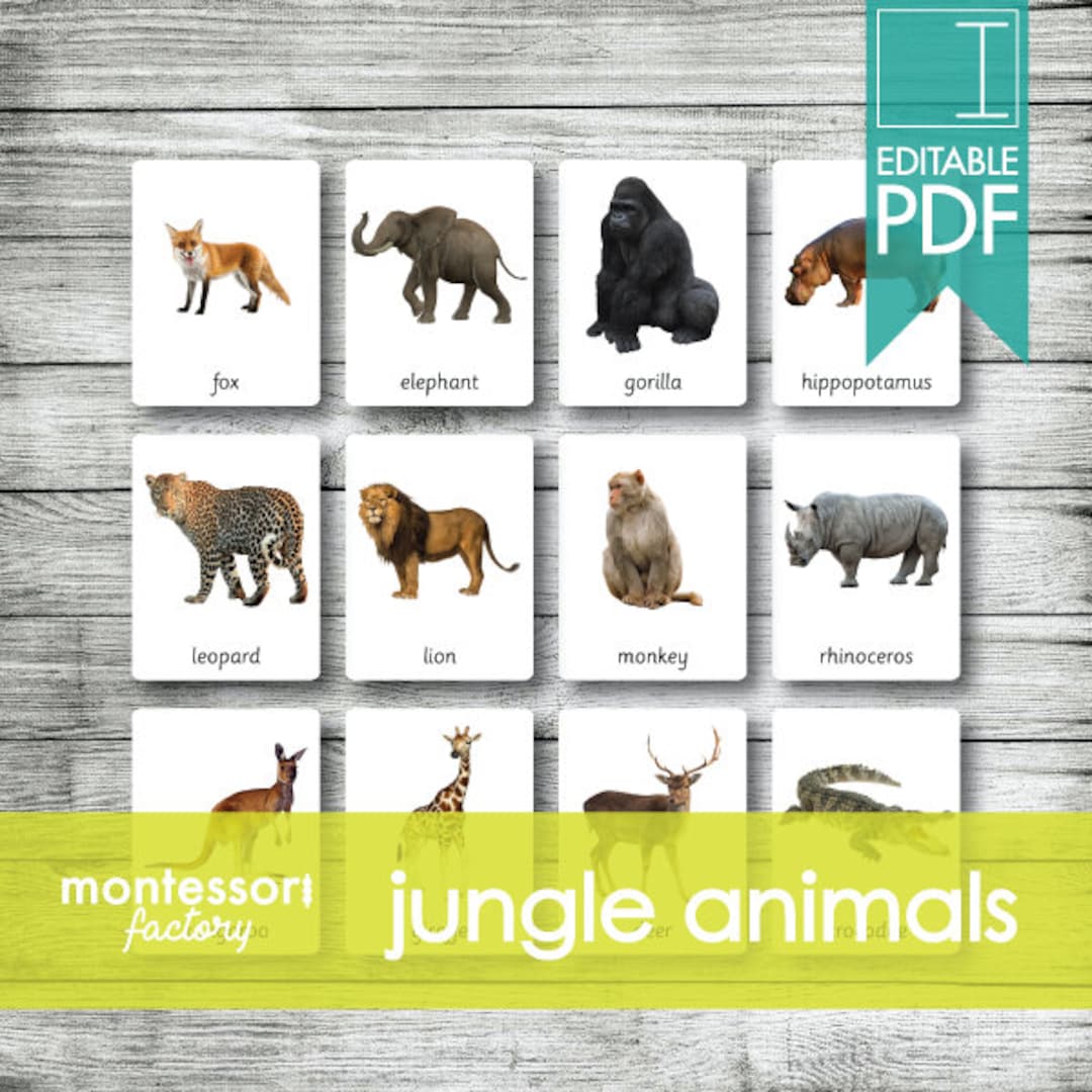 JUNGLE ANIMALS Montessori Cards Flash Cards Three Part - Etsy JUNGLE ANIMALS Montessori Cards Flash Cards Three Part - Etsy