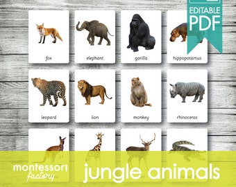 Jungle Animals Montessori Nomenclature Cards • Educational Flash Cards (Editable PDF)