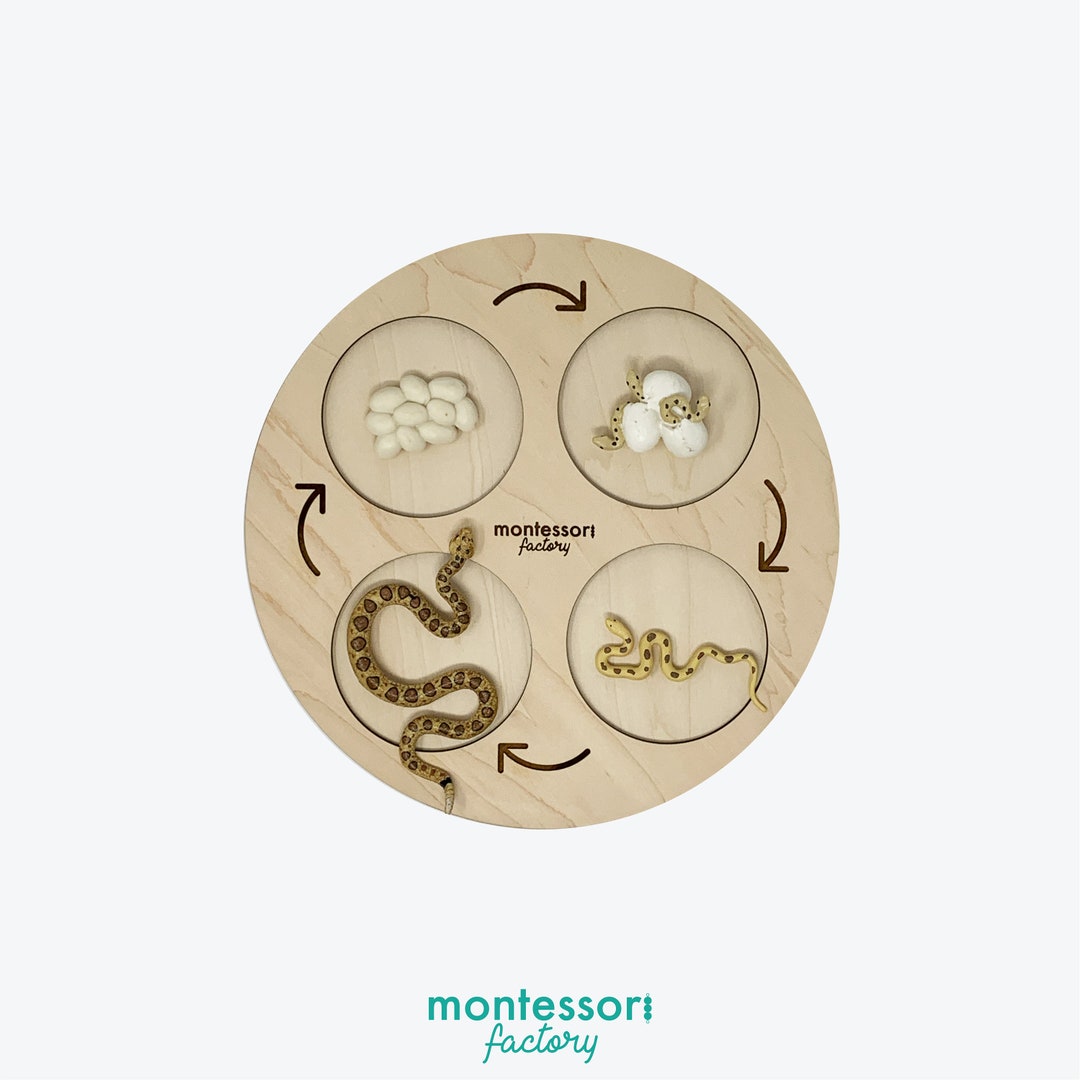 Life Cycle of a SAND PYTHON • Montessori Material • Educational Toy ...