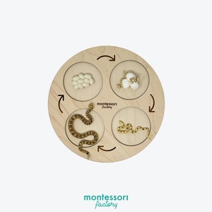 May include: A wooden circle divided into four sections, each with a different stage in the life cycle of a snake. The sections show snake eggs, a baby snake, a larger snake, and a snake shedding its skin. The circle is labeled "montessori factory".