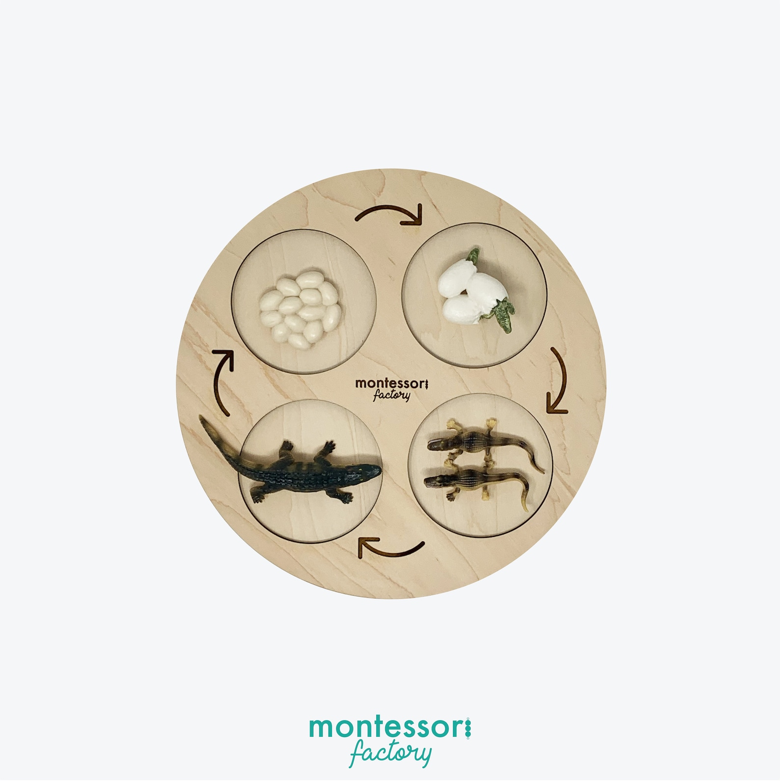 Wooden Ant Life Cycle Tray • Montessori Educational Toy, Biology ...