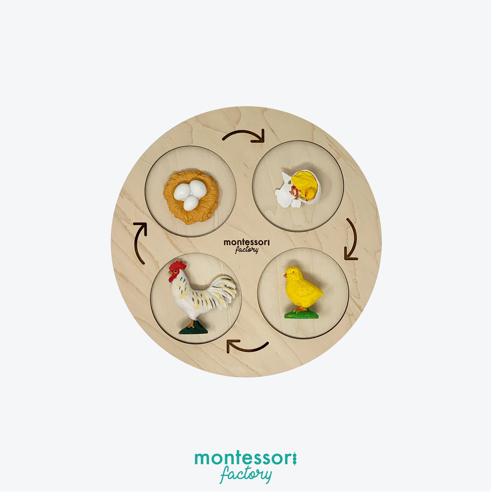 Wooden Ant Life Cycle Tray • Montessori Educational Toy, Biology ...