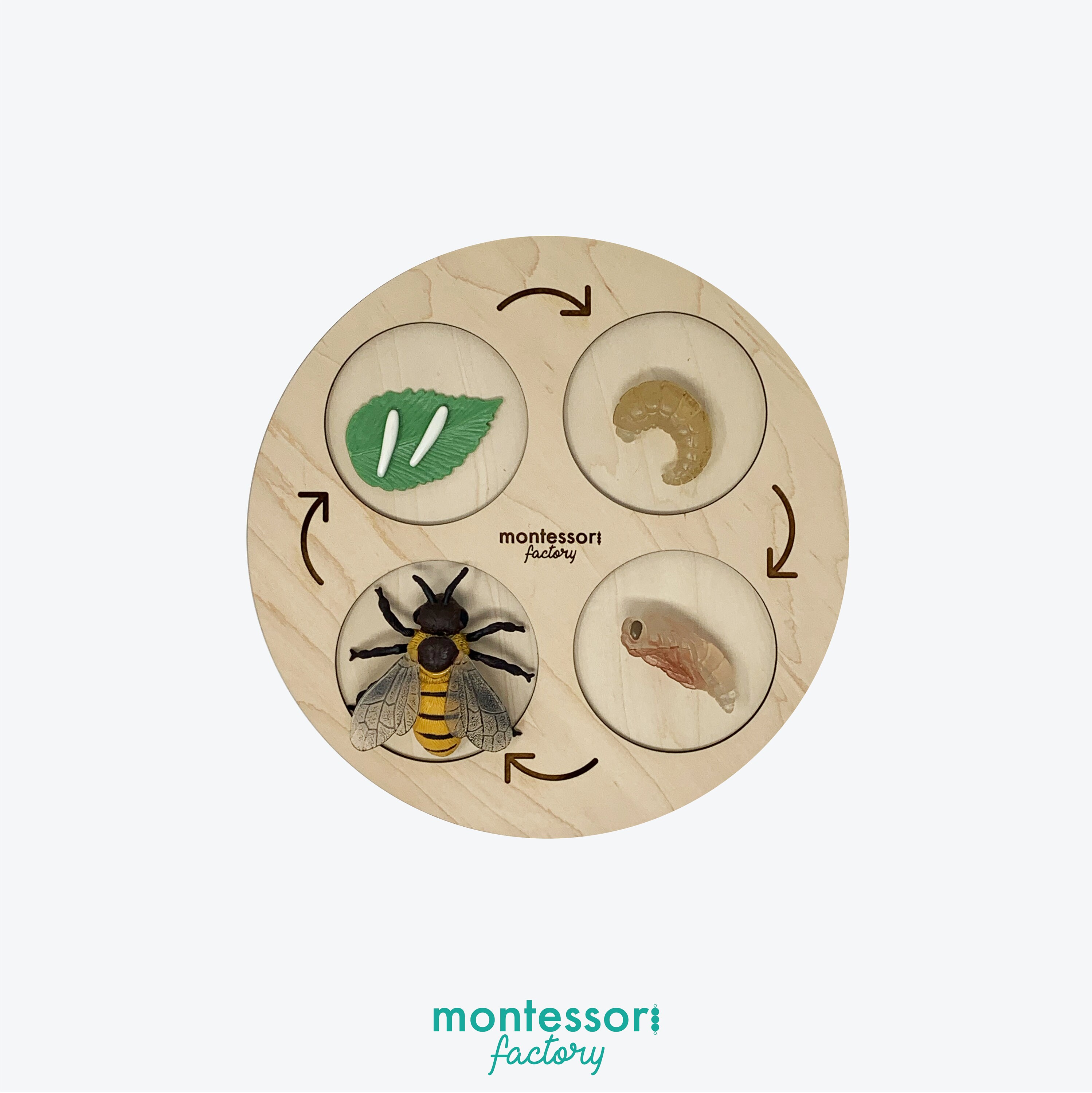 Handmade Snail Life Cycle Wooden Tray • Montessori Educational Toy - Etsy