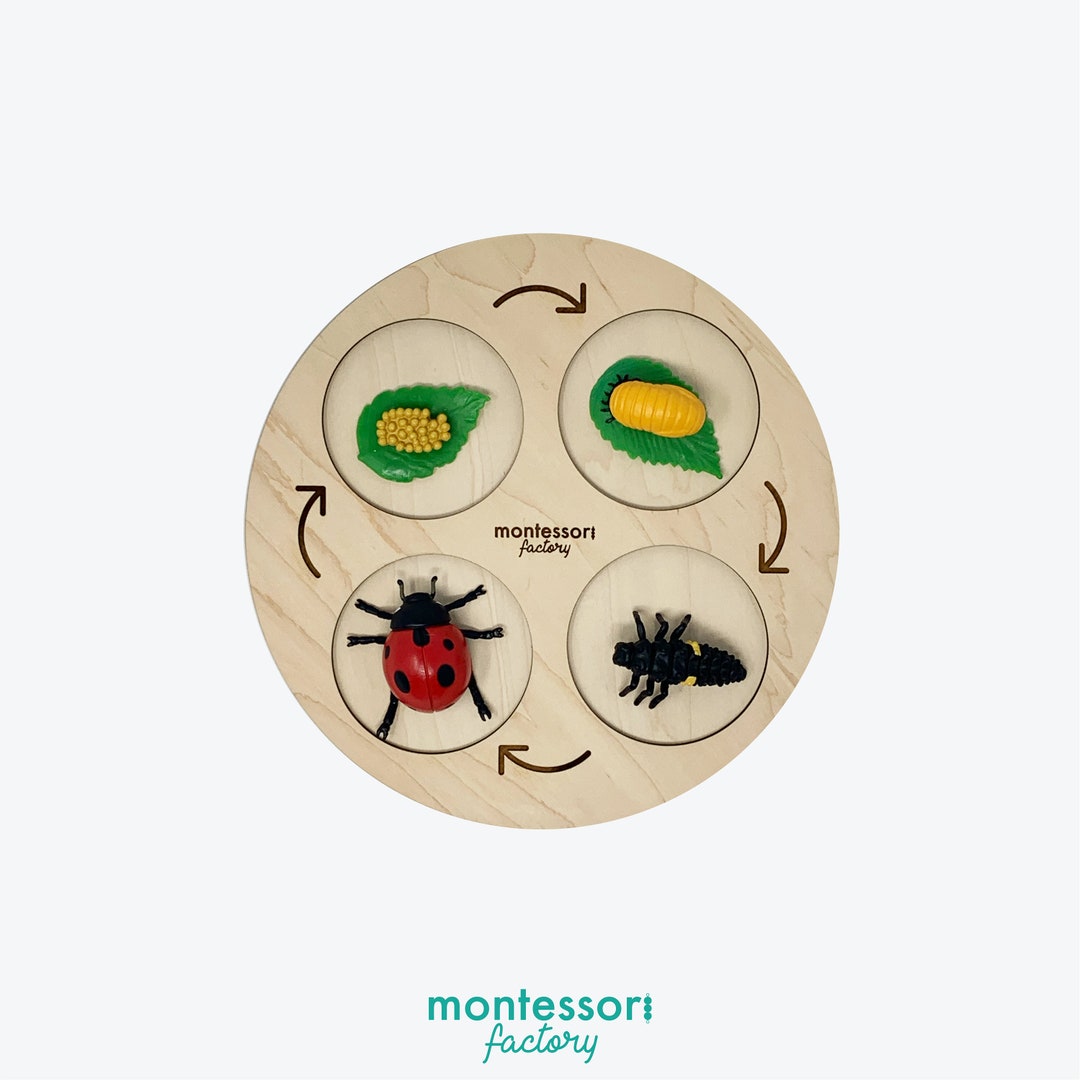 Wooden Ladybug Life Cycle Tray • Montessori Educational Toy • Biology ...