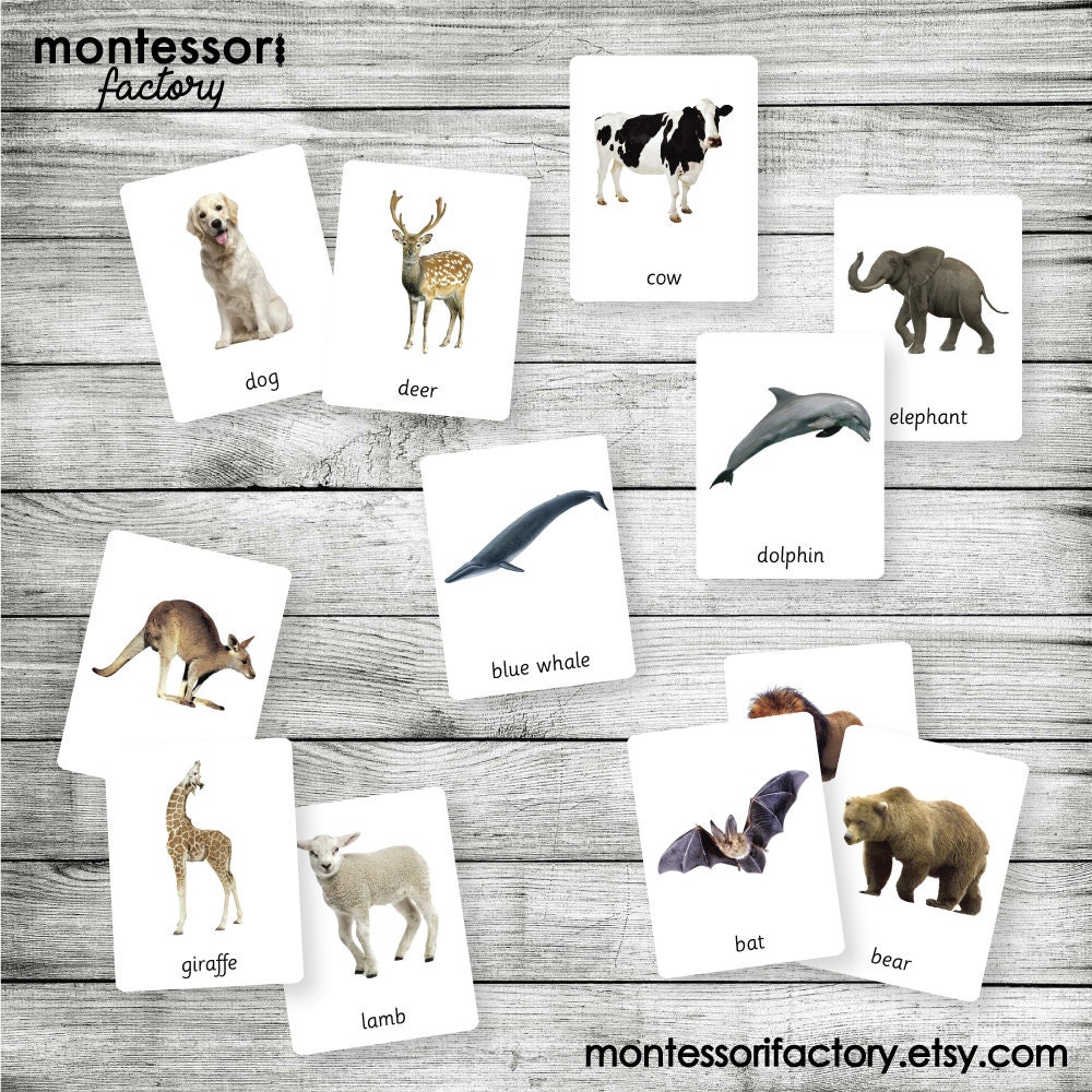 Montessori Mammals Animals Flash Cards, Three Part Nomenclature Cards ...