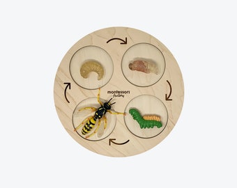 Life Cycle of a WASP • Montessori Material • Educational Toy • Wooden Life Cycle Tray • Wood Life Cycle • Biology • Zoology