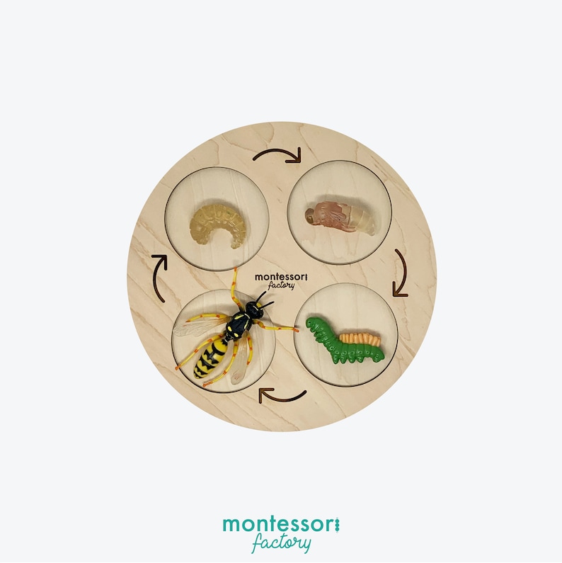 Handmade Snail Life Cycle Wooden Tray • Montessori Educational Toy - Etsy