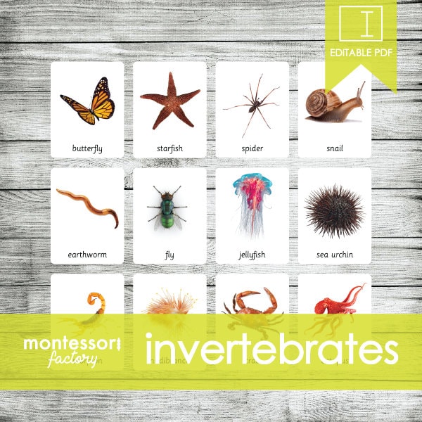 INVERTEBRATE ANIMALS • Montessori Cards • Flash Cards • Three Part Cards • Nomenclature Cards • Educational • Printable • Editable PDF