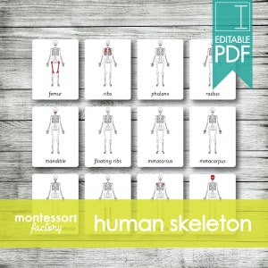 ESQUELETO HUMANO • Tarjetas Montessori • Tarjetas Flash • Tarjetas de tres partes • Tarjetas de nomenclatura • Material educativo • Imprimible • PDF editable