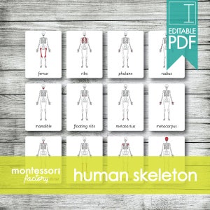 HUMAN SKELETON • Montessori Cards • Flash Cards • Three Part Cards • Nomenclature Cards • Educational Material • Printable • Editable PDF