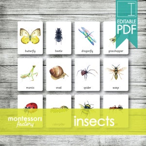 INSECTS BUGS • Montessori Cards • Flash Cards • Three Part Cards • Nomenclature Cards • Educational Material • Printable • Editable PDF
