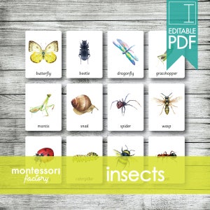 INSECTES BOGUES • Cartes Montessori • Cartes Flash • Cartes en trois parties • Cartes de nomenclature • Matériel éducatif • Imprimable • PDF modifiable
