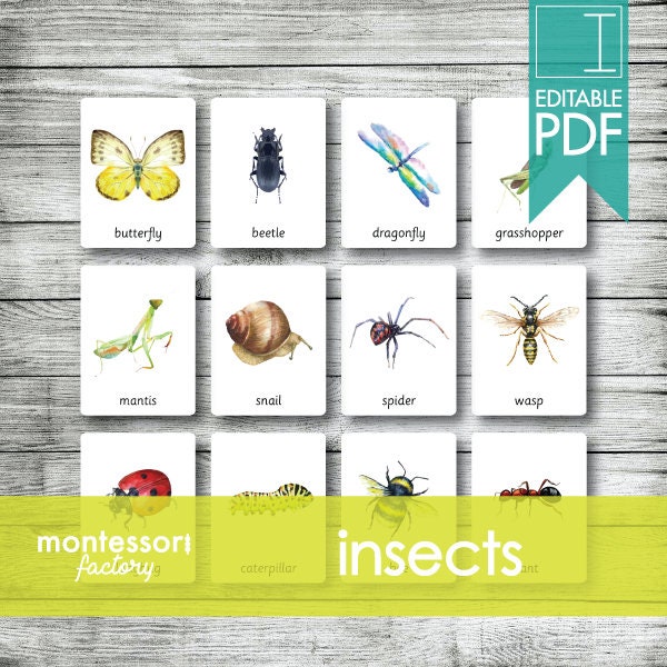 INSECTS BUGS • Montessori Cards • Flash Cards • Three Part Cards • Nomenclature Cards • Educational Material • Printable • Editable PDF