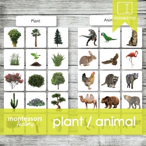 PLANTA o ANIMAL (Fotos reales) • Tarjetas Montessori • Tarjetas flash • Tarjetas de 3 partes • Tarjetas de nomenclatura • Educativas • Imprimibles • Editables