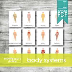 HUMAN BODY Systems ⦿ Montessori Cards • Flash Cards • Three Part Cards • Nomenclature Cards • Educational • Printable • Editable PDF