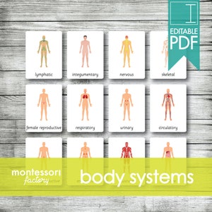 HUMAN BODY Systems ⦿ Montessori Cards • Flash Cards • Three Part Cards • Nomenclature Cards • Educational • Printable • Editable PDF