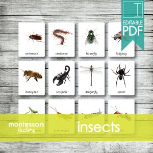 INSECTS ANIMALS • Montessori Cards • Flash Cards • Three Part Cards • Nomenclature Cards • Educational Material • Printable • Editable PDF