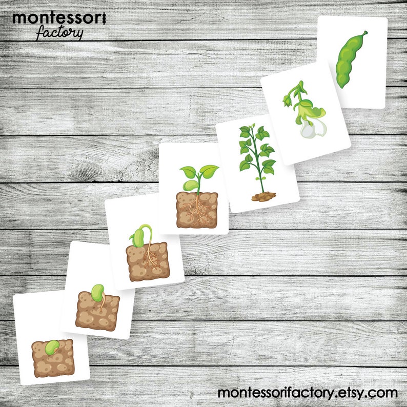 BEAN LIFE CYCLE Montessori Cards Flash Cards Educational - Etsy