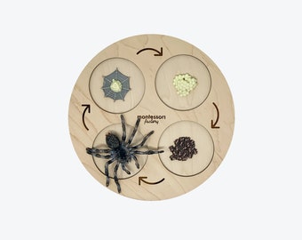 Life Cycle of a TARANTULA SPIDER • Montessori Material • Educational Toy • Wooden Life Cycle Tray • Wood Life Cycle • Biology • Zoology