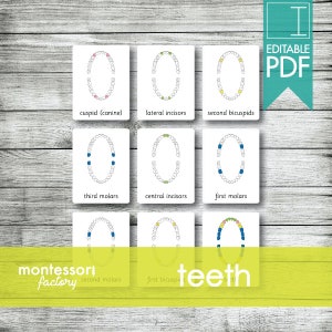 DENTES • Cartões Montessori • Cartões Flash • Cartões de três partes • Cartões de nomenclatura • Material educativo • Montessori para impressão • PDF editável