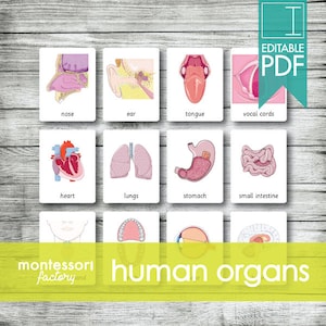 ÓRGANOS HUMANOS ⦿ Tarjetas Montessori • Tarjetas Flash • Tarjetas de Tres Partes • Tarjetas de Nomenclatura • Montessori • Waldorf • Imprimible • PDF Editable