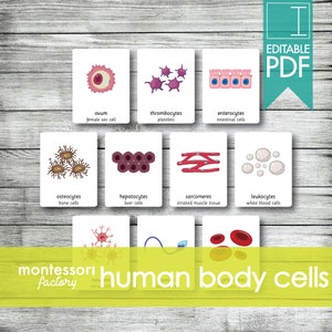 HUMAN BODY CELLS • Montessori Cards • Flash Cards • Three Part Cards • Nomenclature Cards • Montessori • Waldorf • Printable • Editable pdf