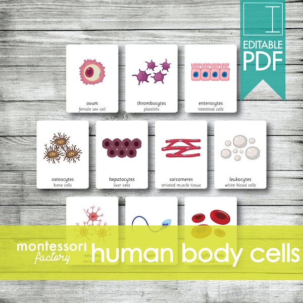 HUMAN BODY CELLS • Montessori Cards • Flash Cards • Three Part Cards • Nomenclature Cards • Montessori • Waldorf • Printable • Editable pdf