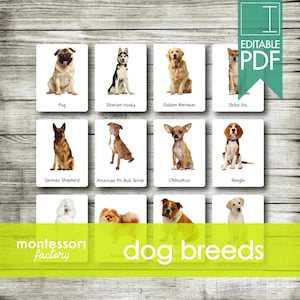RAÇAS DE CÃES ⦿ Cartões Montessori • Cartões Flash • Cartões de três partes • Cartões de nomenclatura • Material educacional • Para impressão • PDF editável