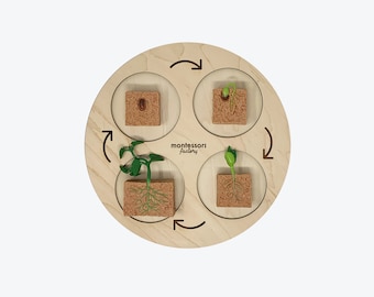 Plateau en bois pour cycle de vie des haricots verts • Jouet d'apprentissage Montessori