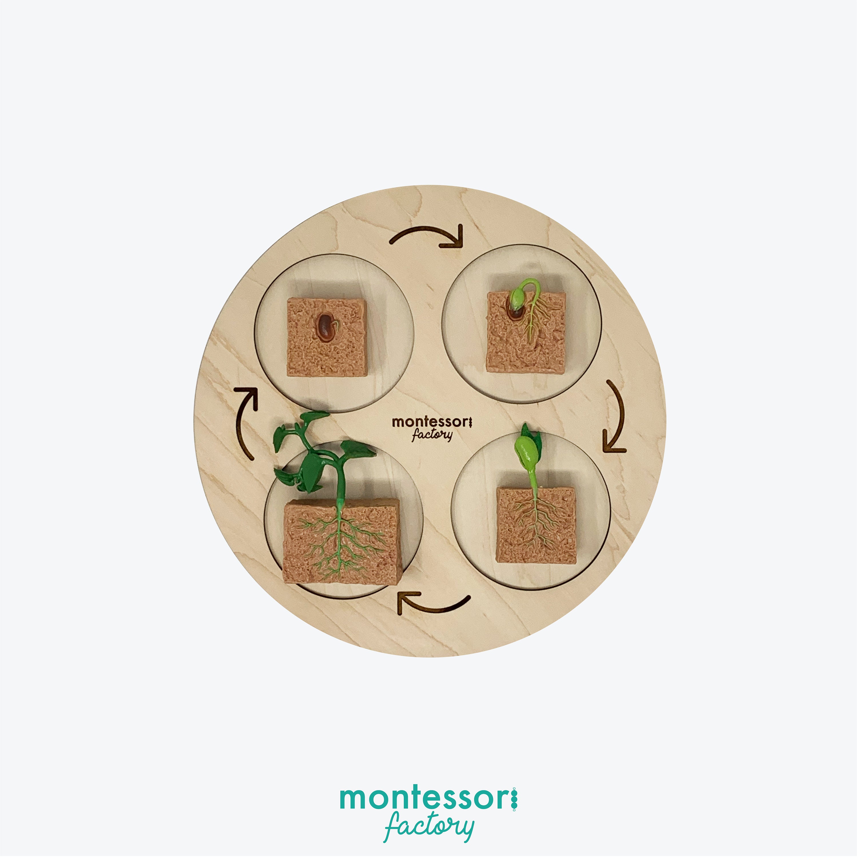 Earthworm Life Cycle • Montessori Wooden Tray • Biology Learning - Etsy