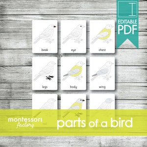 PARTS of a BIRD • Montessori Cards • Flash Cards • Three Part Cards • Nomenclature Cards • Educational Material • Printable • Editable PDF