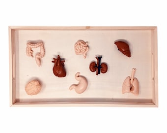 HUMAN BODY ORGANS Figurines Set • Montessori • Biology • Zoology