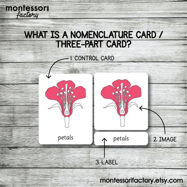 BLUE SERIES Montessori Cards Flash Cards Three Part Cards