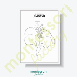 Partes de uma flor ciência crianças quarto arte da parede decoração montessori jardim de infância primária educacional cartaz aprendizagem gráfico para impressão