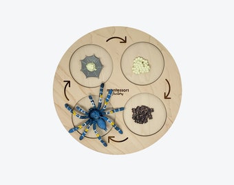 Ciclo de vida de la araña azul • Bandeja de madera Montessori • Aprendizaje de biología