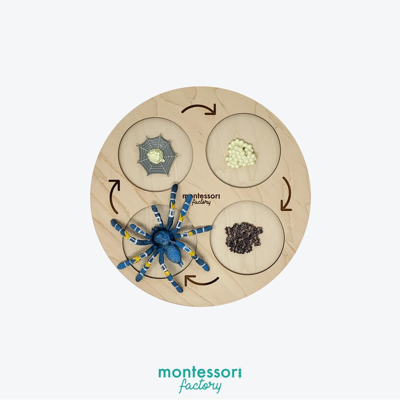 Wooden Ant Life Cycle Tray • Montessori Educational Toy, Biology ...
